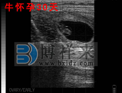 牛用B超測試母牛懷孕30天圖像