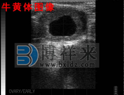 牛用B超影像圖
