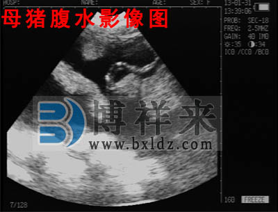 母豬腹水豬用B超影像圖