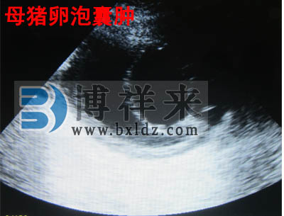 母豬卵泡囊腫獸用B超影像圖