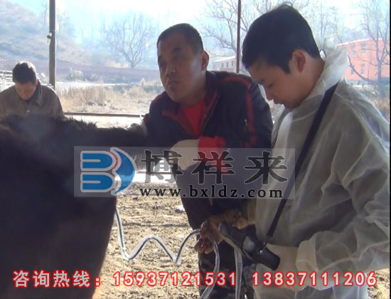牛用B超對肉牛的檢測應用
