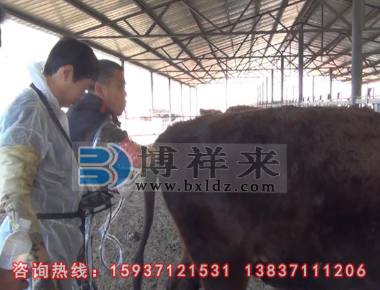 牛用B超培訓現場(chǎng)
