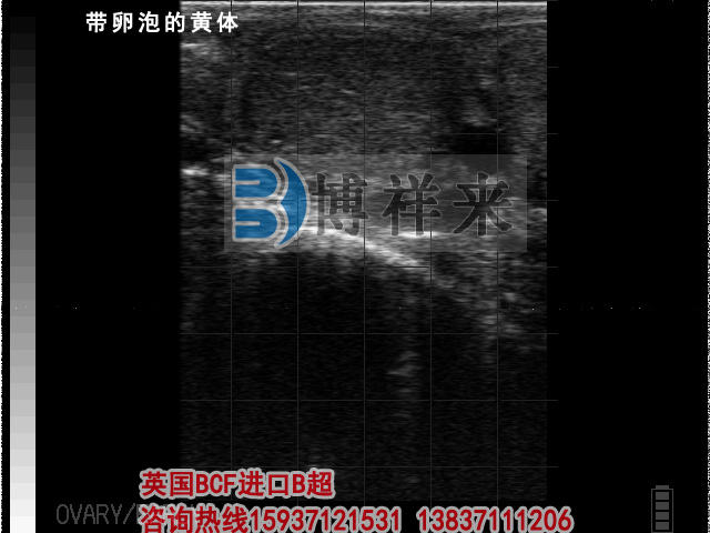 牛用B超檢測帶卵泡黃體影像圖
