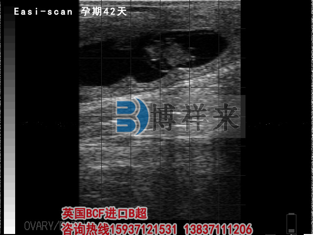 牛用B超檢測孕期42天影像圖