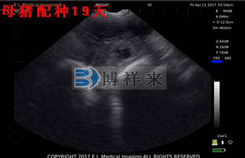 獸用B超檢測母豬影像圖