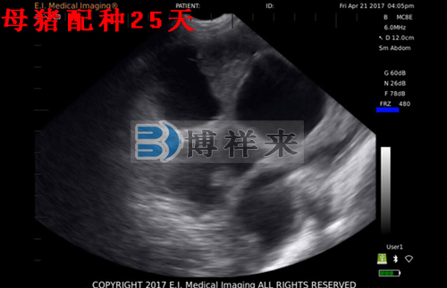 獸用B超檢測母豬影像圖