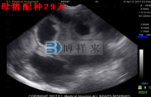 獸用B超檢測母豬影像圖