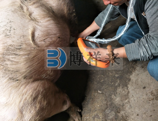 豬用B超儀的應用