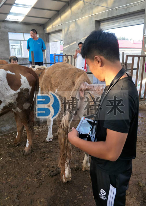 肉牛用B超BXL-V20培訓現場(chǎng)