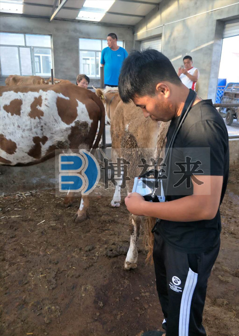 肉牛用B超BXL-V20培訓現場(chǎng)