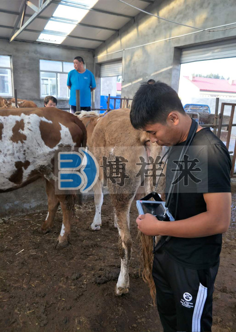 博祥來(lái)肉牛用B超BXL-V20培訓現場(chǎng)
