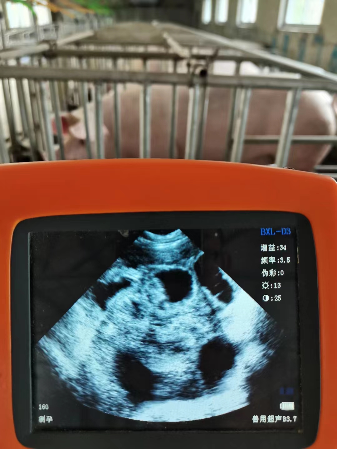 豬用B超機測母豬懷孕背膘